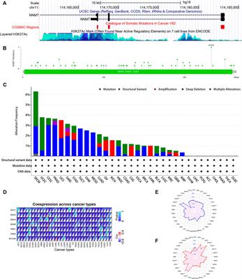 Systematic pan-cancer analysis of the nicotinamide n-methyltransferase in human cancer